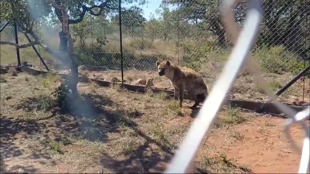 Hyena released at Cheetah Experience Bela Bela