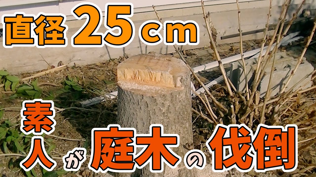 【相続物件 #24】DIYで庭木の伐倒【高枝切チェーンソー】