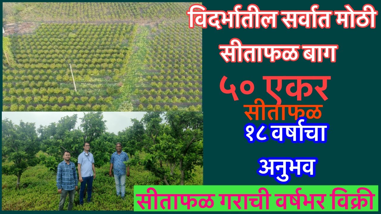 ५० एकर  सीताफळ लगवड।फळ विक्रीला पल्प प्रोसेसिंगची जोड