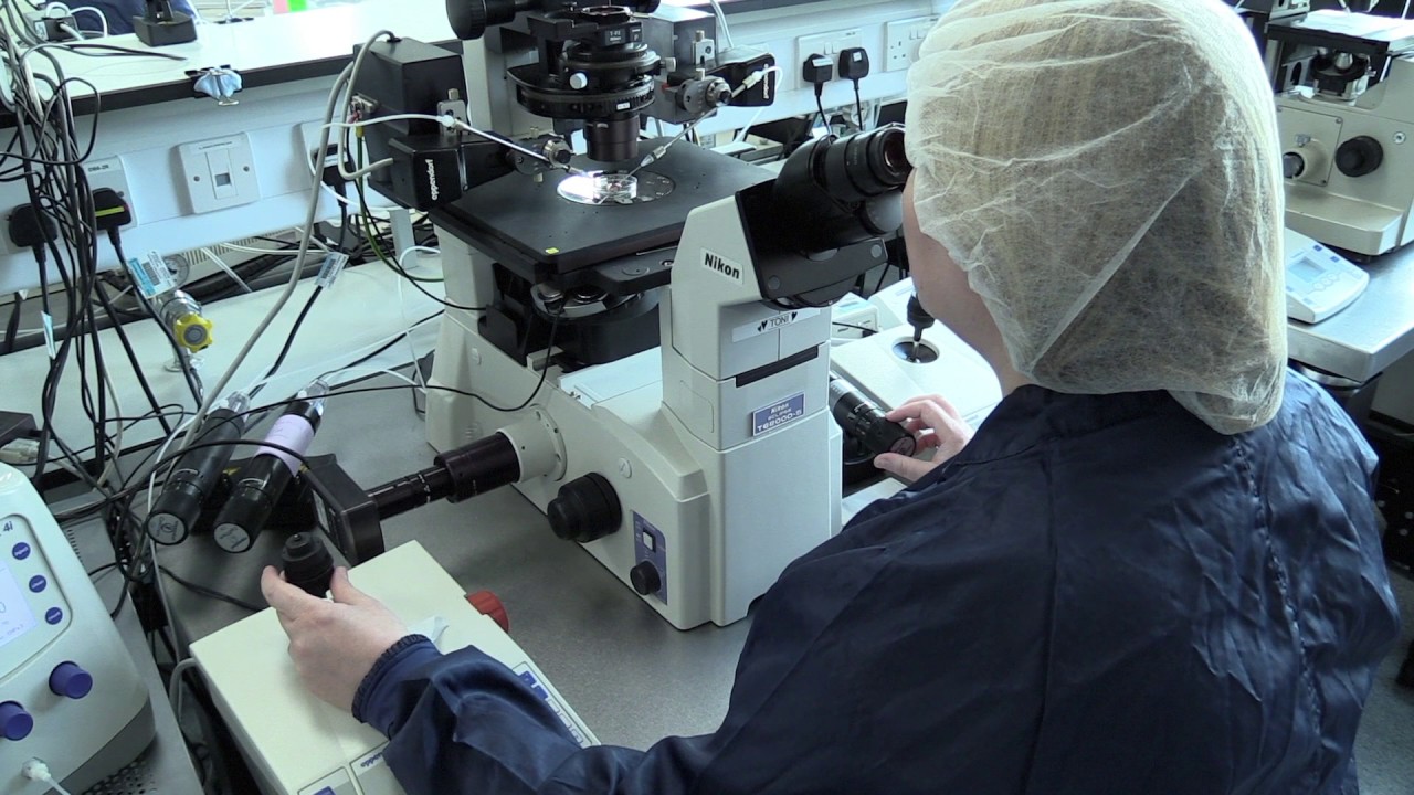 Injecting RNA into a mouse embryo