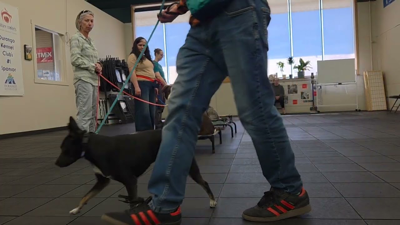 Flint on place at our basic obedience class.
