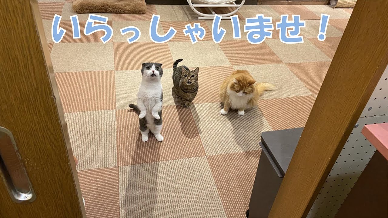 いま猫カフェに行けないあなたへ【VR猫カフェ】