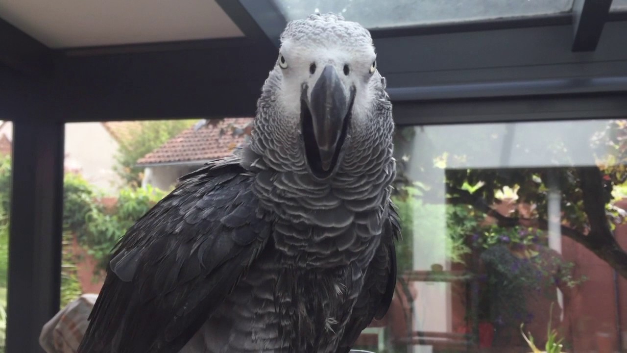 Chopin, le Gris du Gabon super tchatcheur!