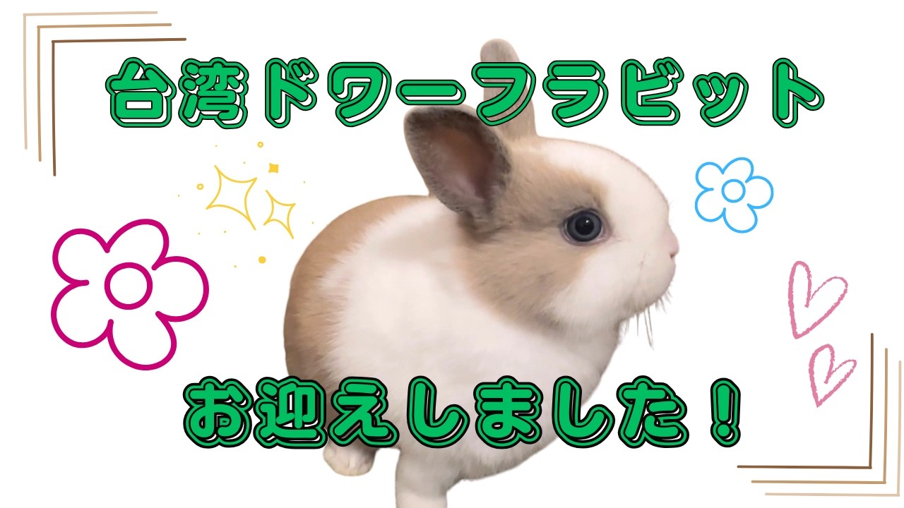 【うさぎ】台湾ドワーフラビットの子うさぎがやってきた！！