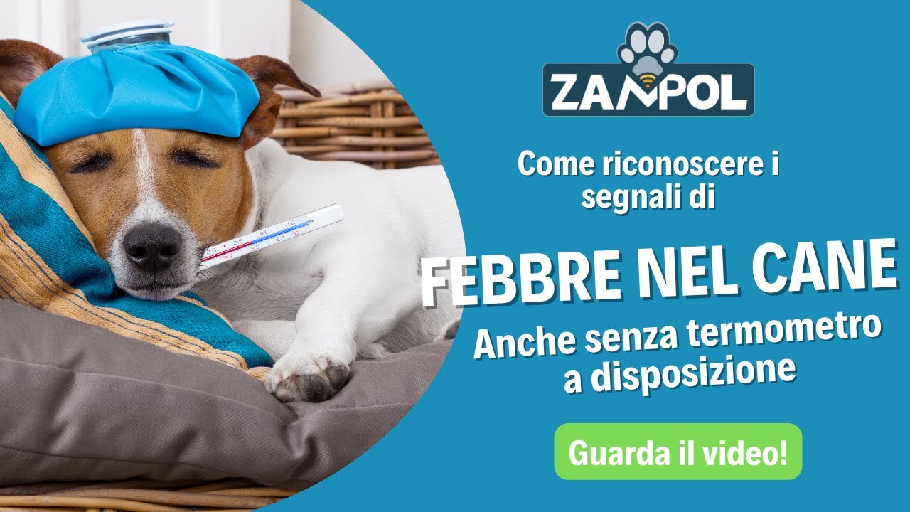 Come capire se il tuo cane ha la febbre (anche se non hai un termometro a disposizione)