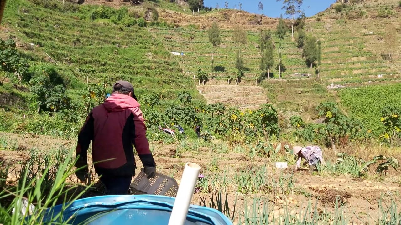 Panen Kentang Dieng | Part 1