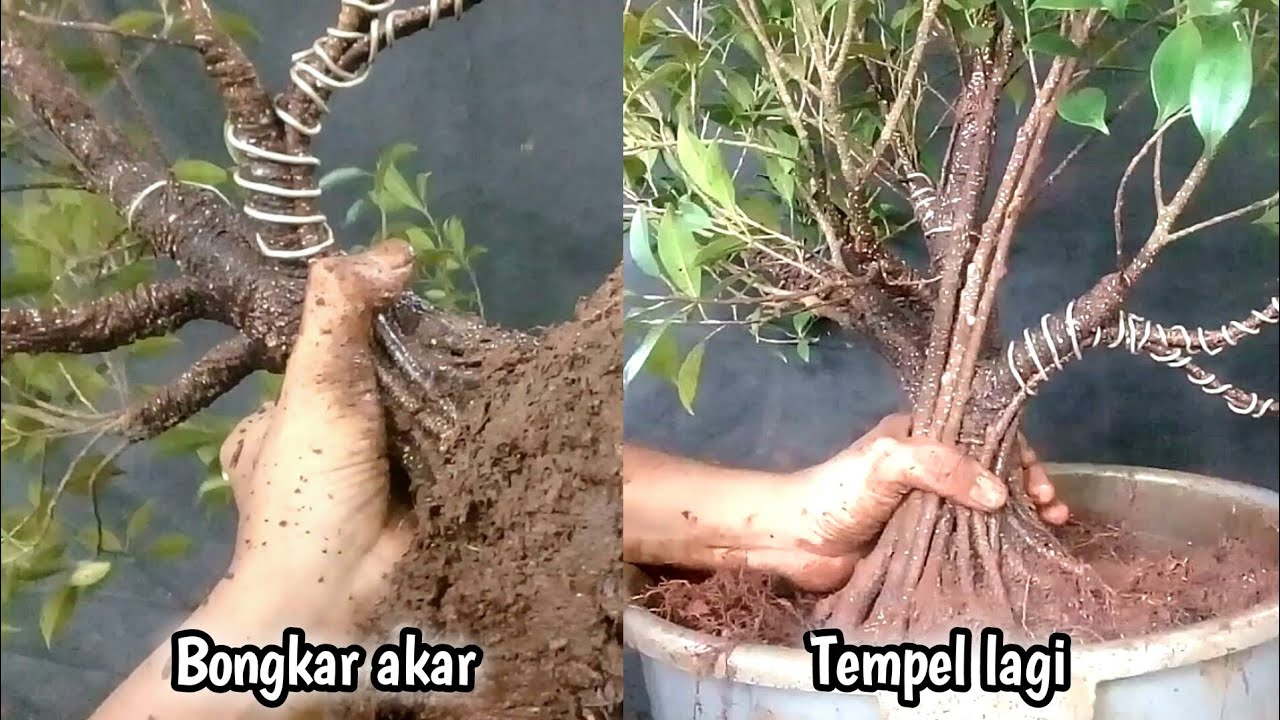 Tempel lagi!!! Membuat bonsai kimeng gabungan