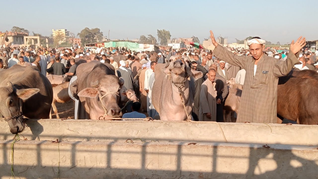 عرض العجميات الجاموس العشري باقل الاسعار مع المستشار بتبدا العجميه سعرها 37 الف ونص في سوق ابو حمص 