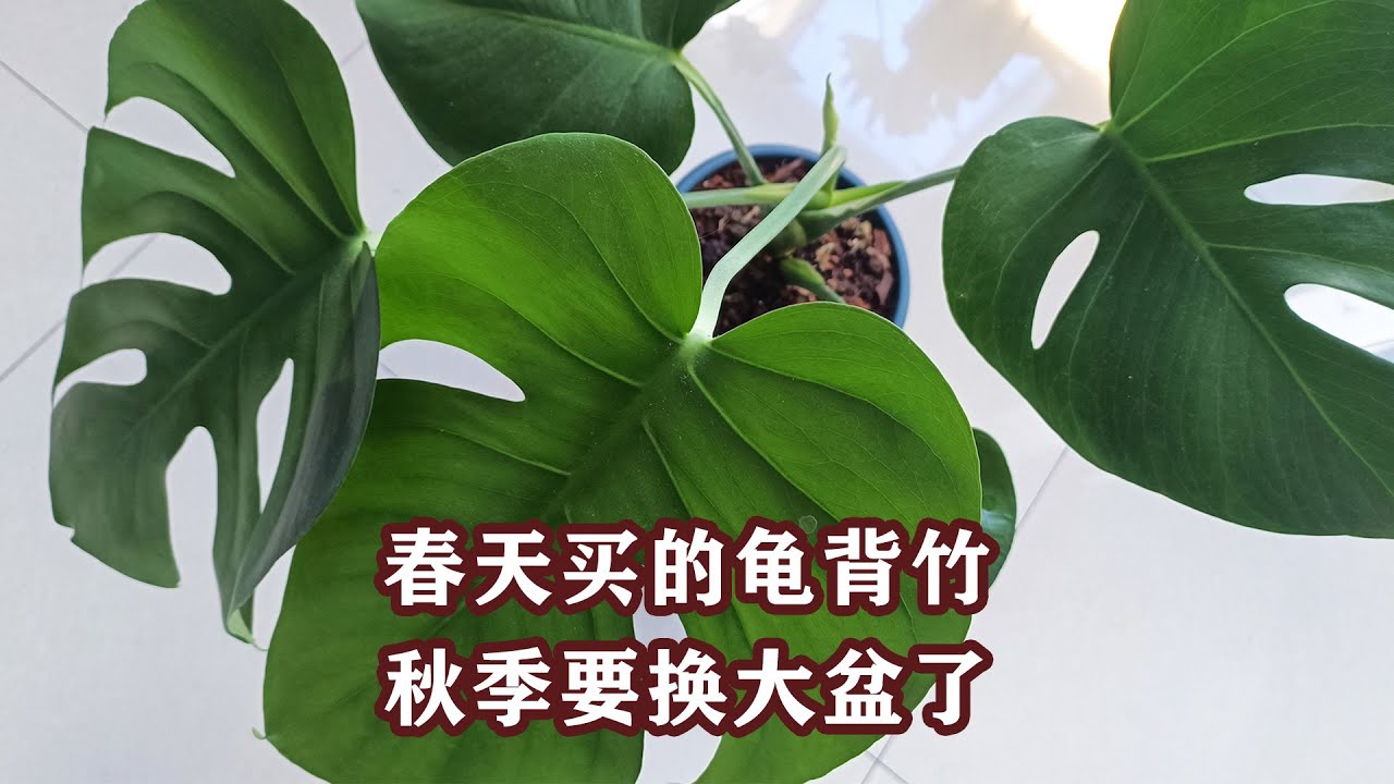 龟背竹怕冷，趁着秋天，换盆+底肥Monstera deliciosa：fearing the cold, it's best to repot and add fertilizer