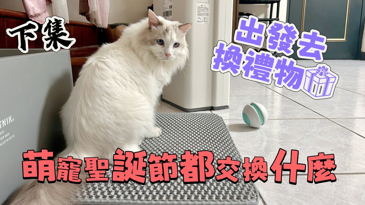 聖誕節交換禮物趴，換的不是禮物是寵物（喂～怎可能#交換禮物#聖誕節 #萌寵 