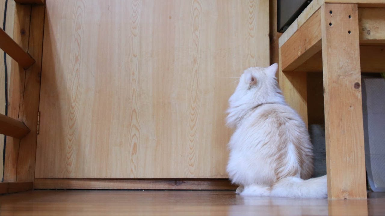 もふもふのごはんまだ？　220706