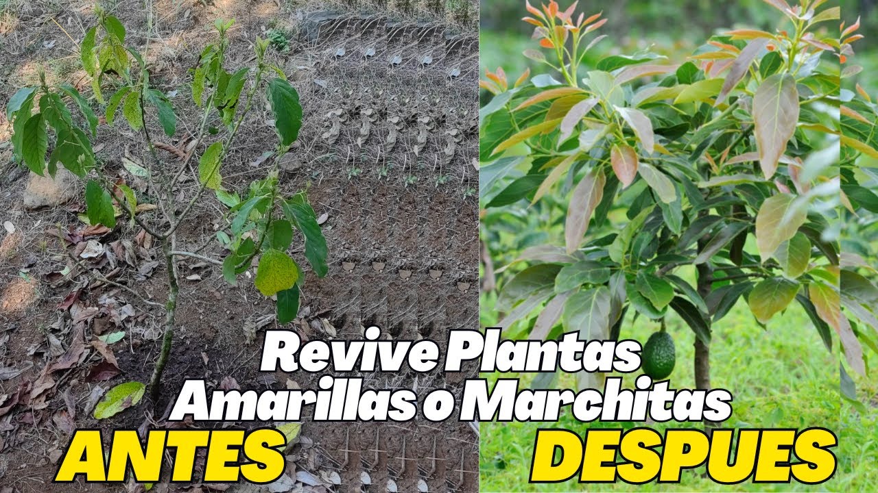 REVIVE tu planta de aguacate marchita o amarilla -  tus Plantas están amarillas recuperalas yá!