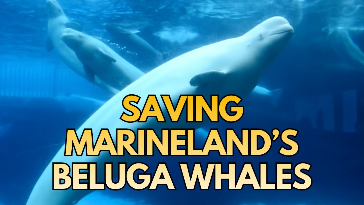 Операция по спасению забытых белух из Marineland: взгляд изнутри