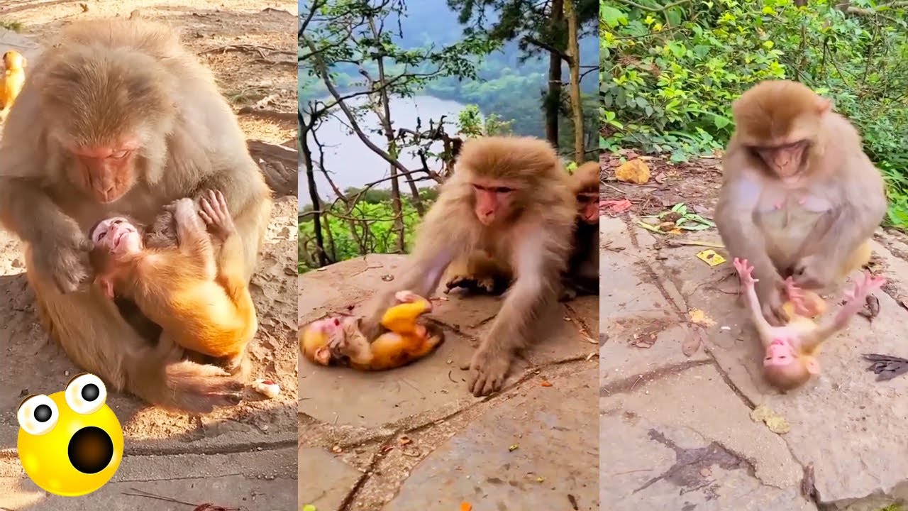 It's time to wean, no matter how hungry baby monkey is, mother will not let him breastfeed