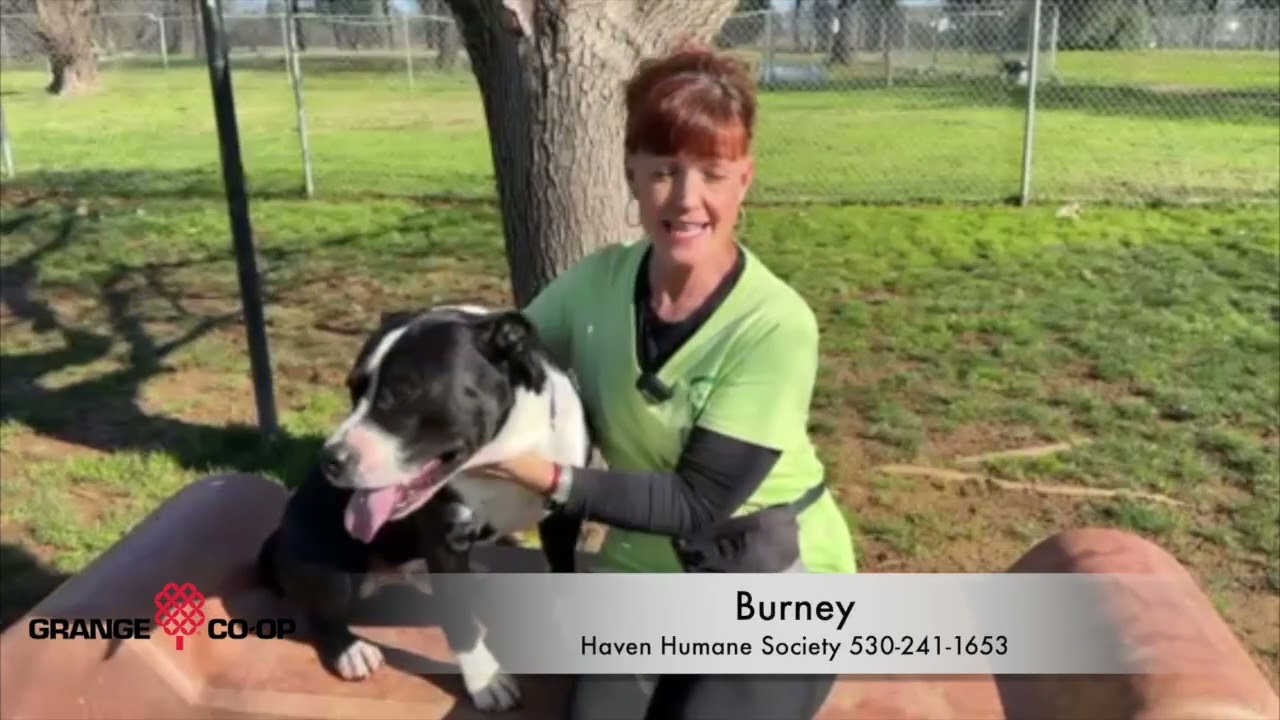 Pet of the Week Burney