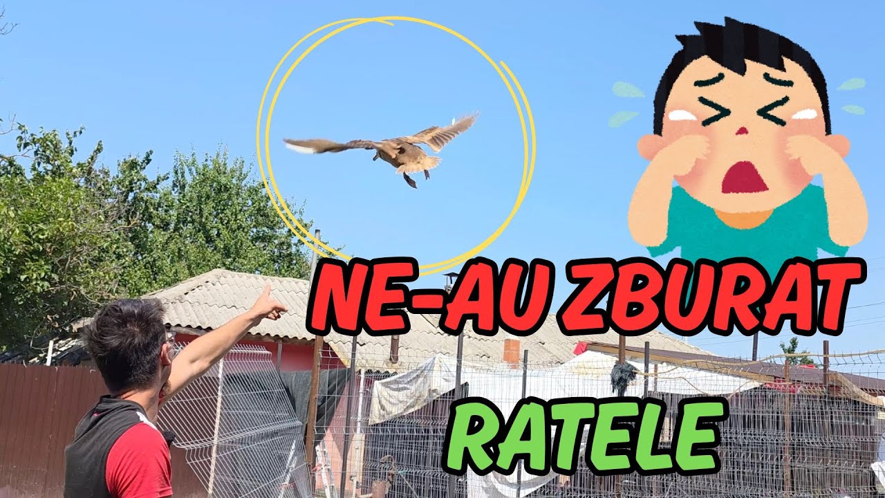 CE PROIECTE INCEPEM IN CURAND?