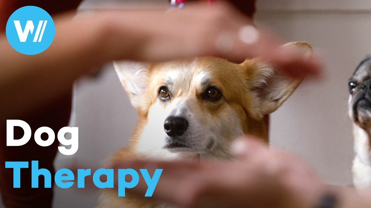 How dogs help us feel better - The School of Canine Massage (Short Documentary)