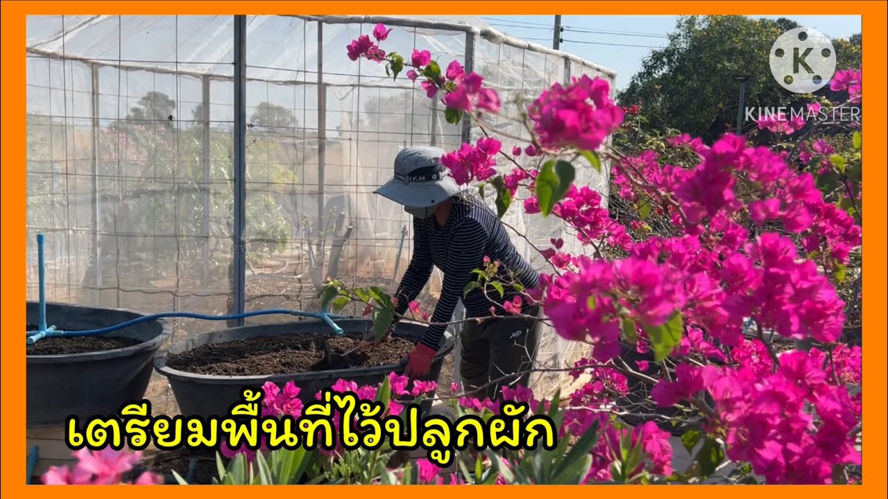 เตรียมพื้นที่ไว้ปลูกผัก🪴❤️❤️🪴