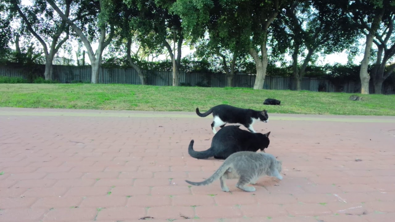 打猫🐈싸우는 고양이 有趣的猫有一场战斗 Смешные драки котов 猫战斗 Песни голодных котов 猫唱歌 Cat's songs Cats is fighting