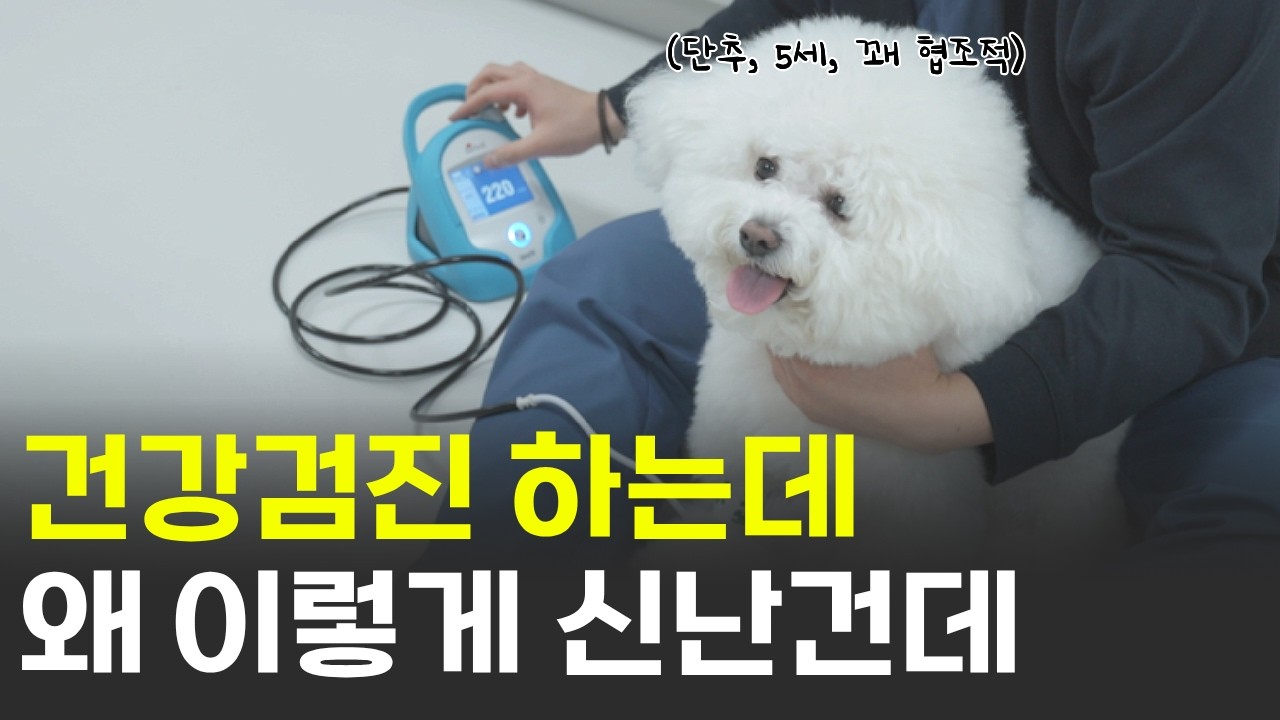 반려견 건강검진 브이로그, 과정 다 확인해보세요! l 서울대학교동물검진센터