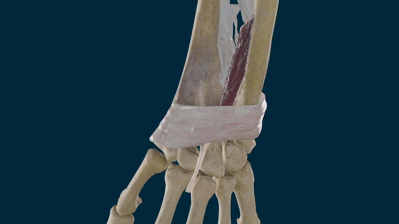 Músculo Extensor del Índice. Origen, Inserción, Función e Inervación
