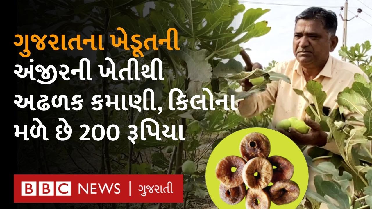 ગુજરાતના ખેડૂતો માટે અંજીરનો પાક લેવો ફાયદાકારક? પ્રવીણભાઈએ ગણિત સમજાવતાં શું કહ્યું? Fig | Anjeer