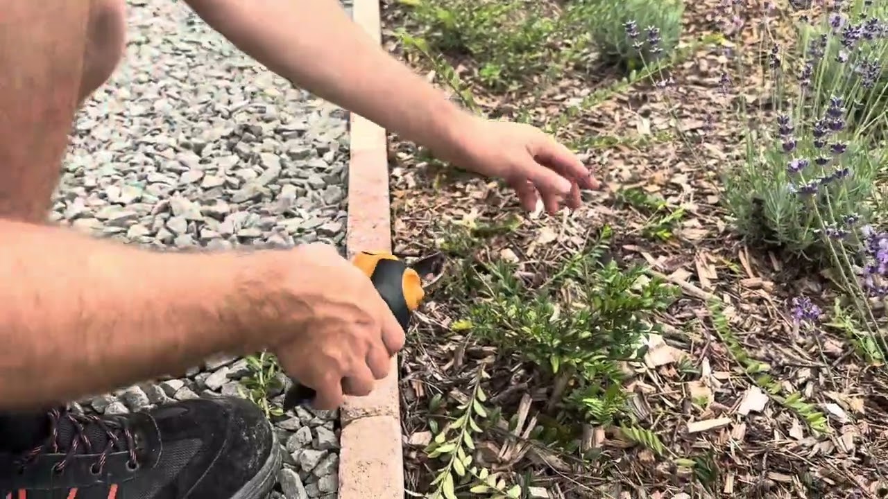 &Ouml;r&ouml;kz&ouml;ld lonc s&ouml;v&eacute;ny metsz&eacute;se. Form&aacute;z&aacute;sa.