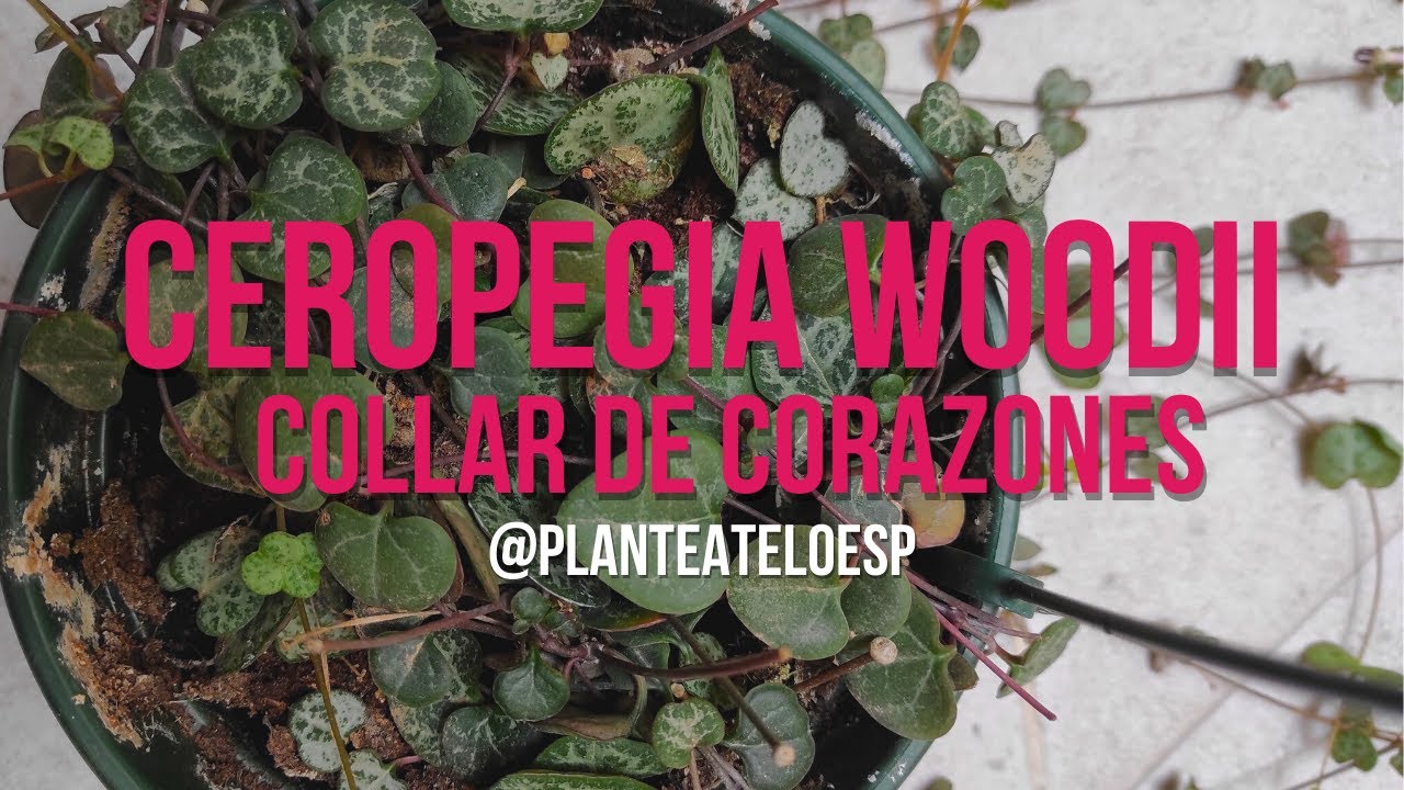 💕Ceropegia Woodii, Cadena de Corazones,  Rosario corazón, Chain of Hearts: Plantas en 5 minutos💕