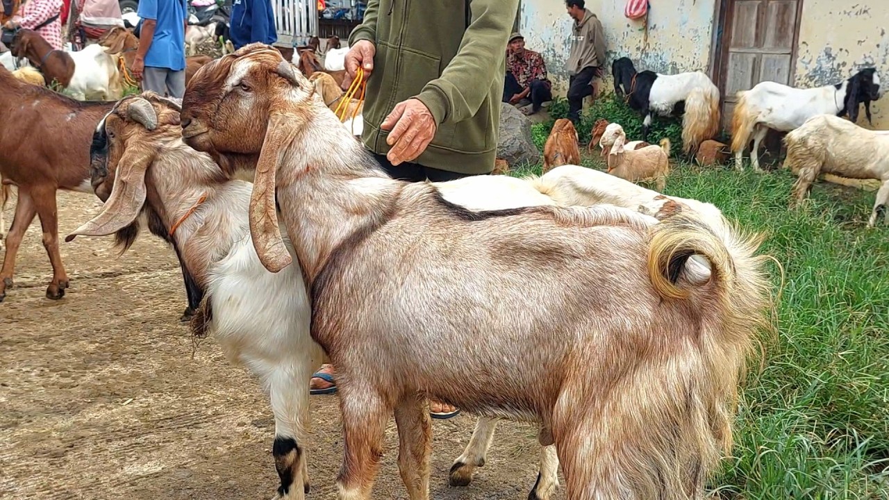 600 RIBU‼️ KAMBING JANTAN HARGA MURAH PASAR KAMBING PURWANTORO