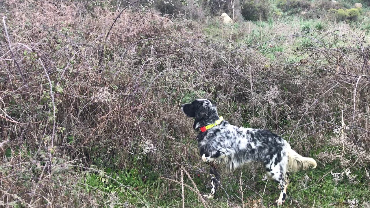 Cinghiale con il cane da ferma