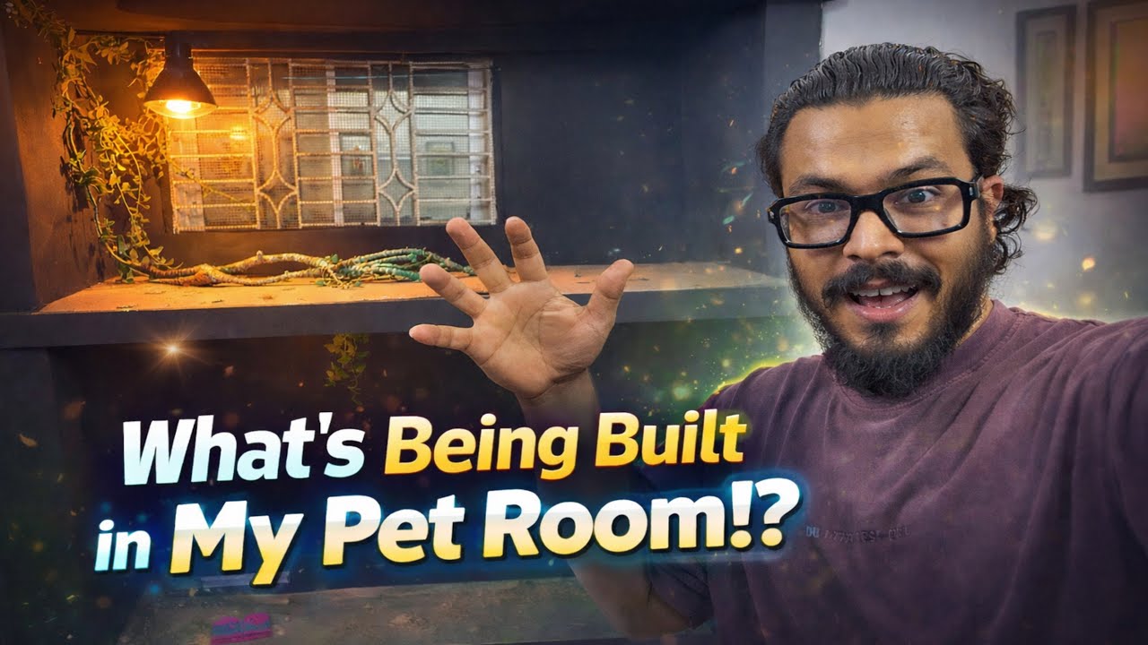 New project starts at Pets Room 🛠️ | What's coming? 👀 #PetsRoom #PetSetup #PetLovers #viralvideo