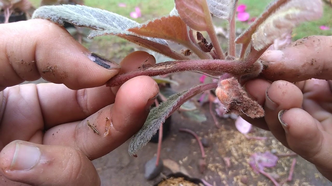 Cara merawat dan budidaya espicia tanaman hias. Tanaman gantung