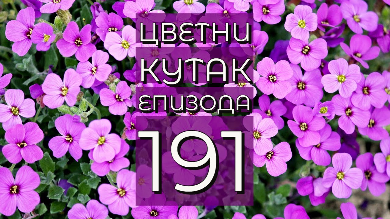 Cvetni kutak ep. 191 06.07.2023. Hawita Antolin, indijski jorgovan, Urban Garden, Blandaš, vajgela