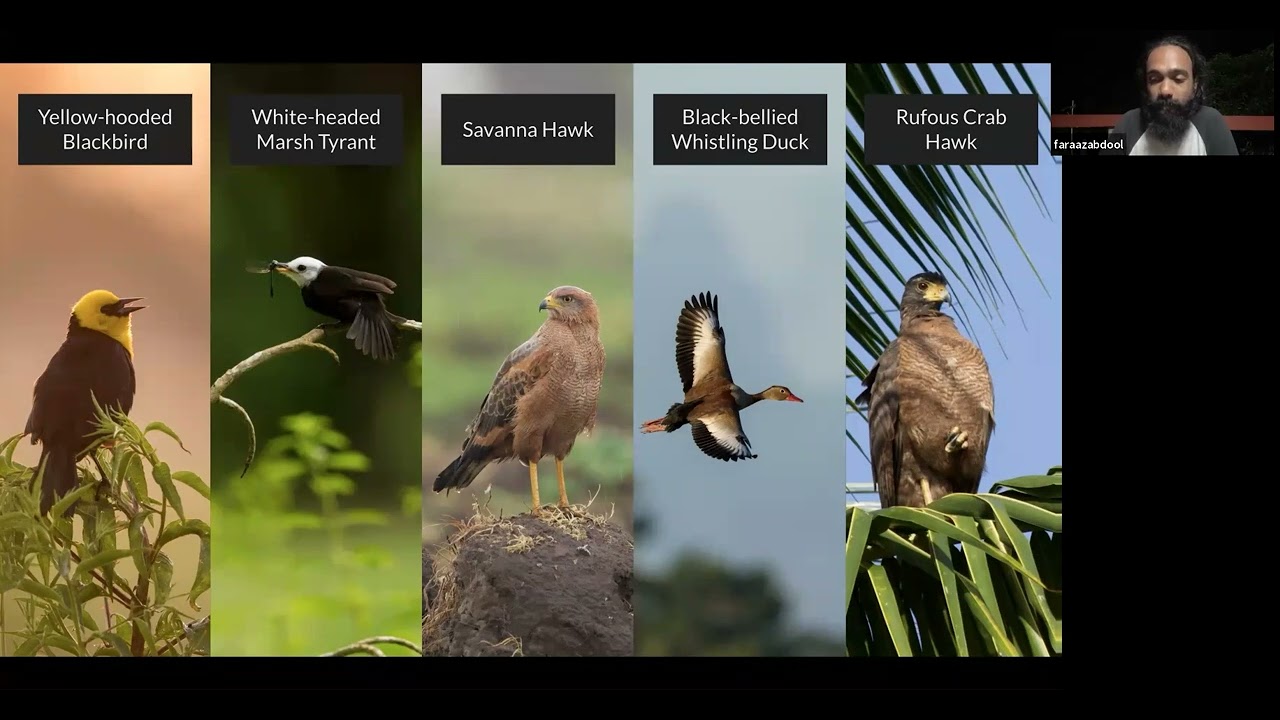 Faraaz Abdool Birding the Wildest Islands of the Caribbean Sept13 2022