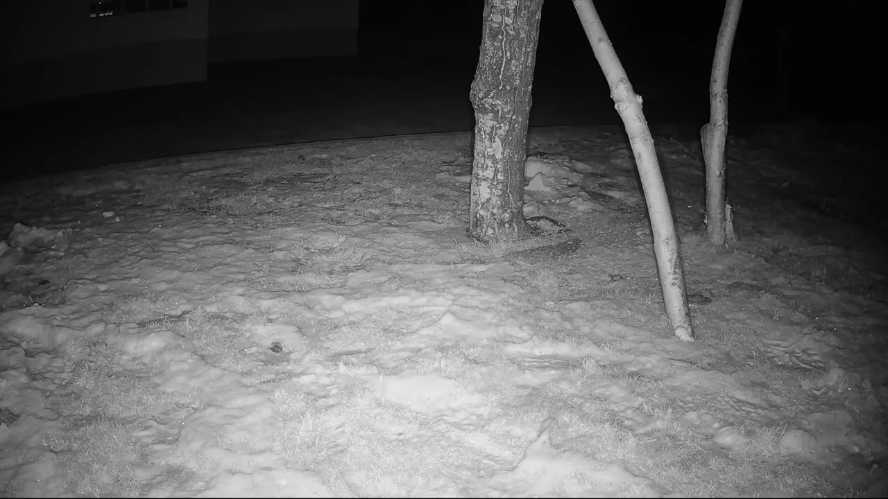 Jagd­sze­ne nachts im Garten