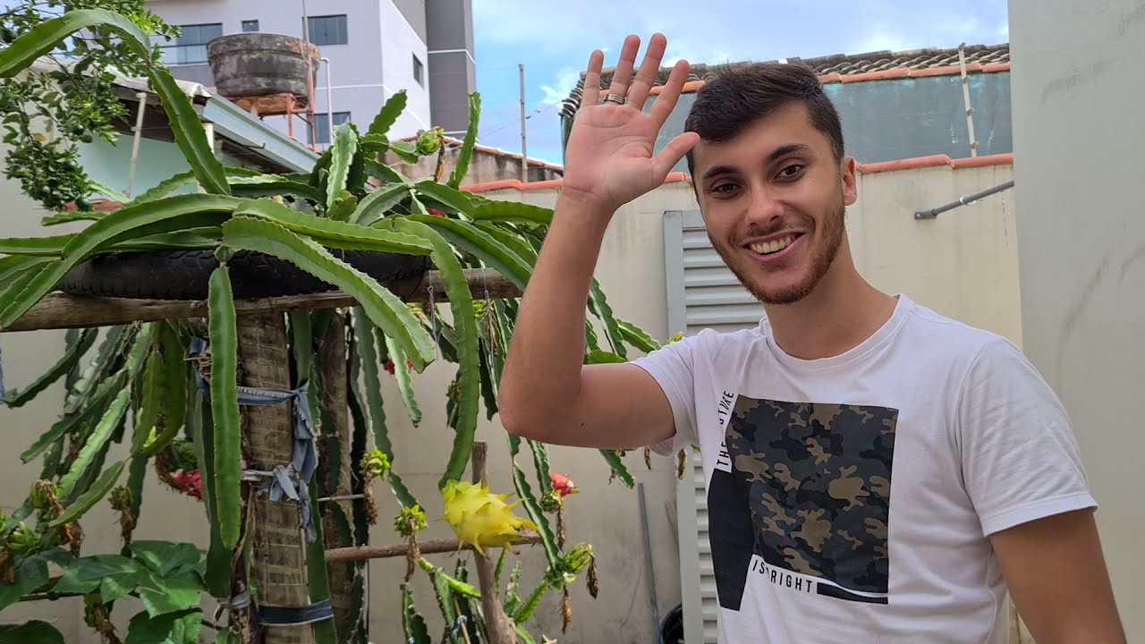 Pitaya GOLDEN DE ISRAEL - (DICAS E AMADURECIMENTO)