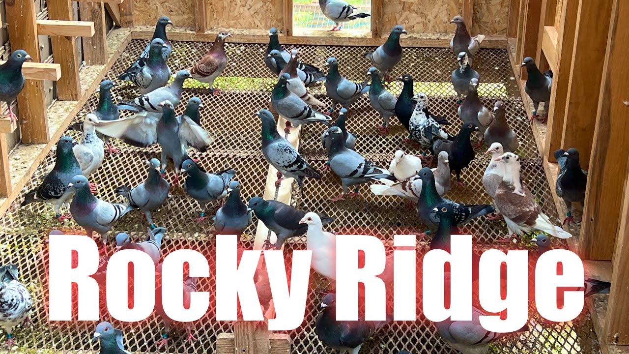 Flying the young racing Pigeons ￼