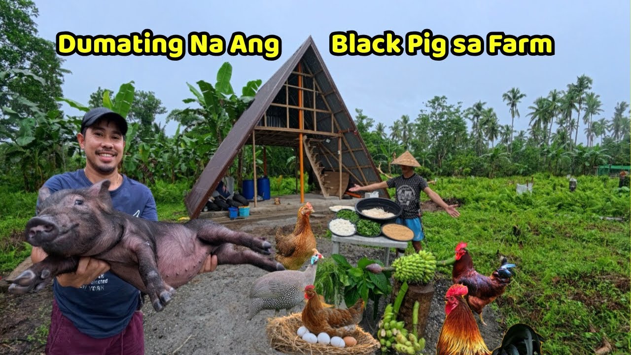 BLACK PIG DUMATING NA SA FARM || NAGBAKOD SA MGA TANIM NA GULAY