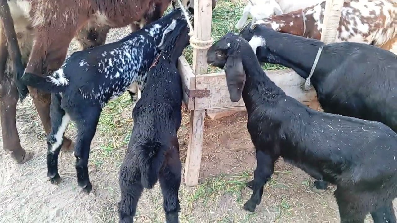 Zohan khan 🐐🐐🐐🐐