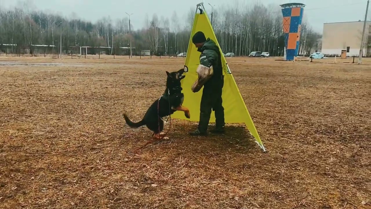 Orkan vom Wolfsheim protection training 03/23