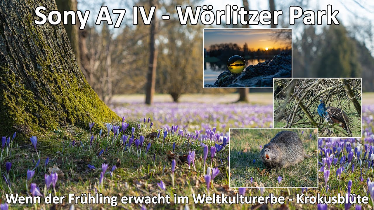 Krokusblüte im Wörlitzer Park - Wenn der Frühling erwacht im Weltkulturerbe Fotowalk - Nutria - A7IV