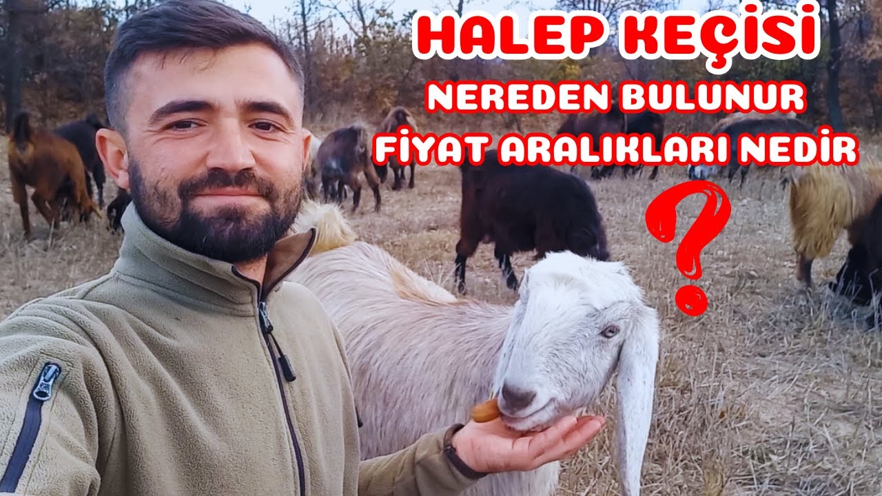 HALEP KEÇİSİ NEREDEN SATIN ALINIR !! | Halep Keçisi Fiyatları