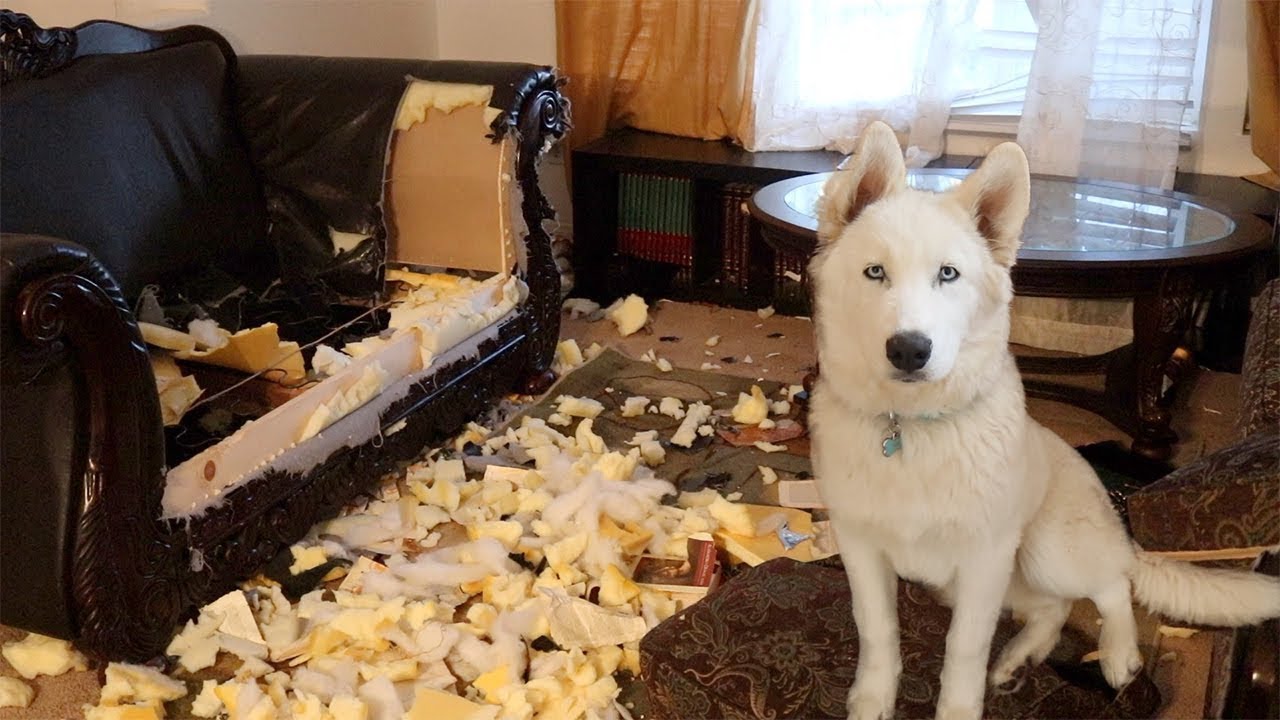 NAUGHTY HUSKY DESTROYS LIVING ROOM!! | ALFONSO