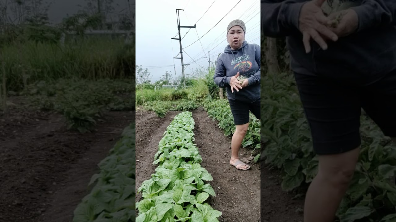 Maayong aga mga ka inday harvest tyo ng mga gulay ni tatay😍😍😍😍