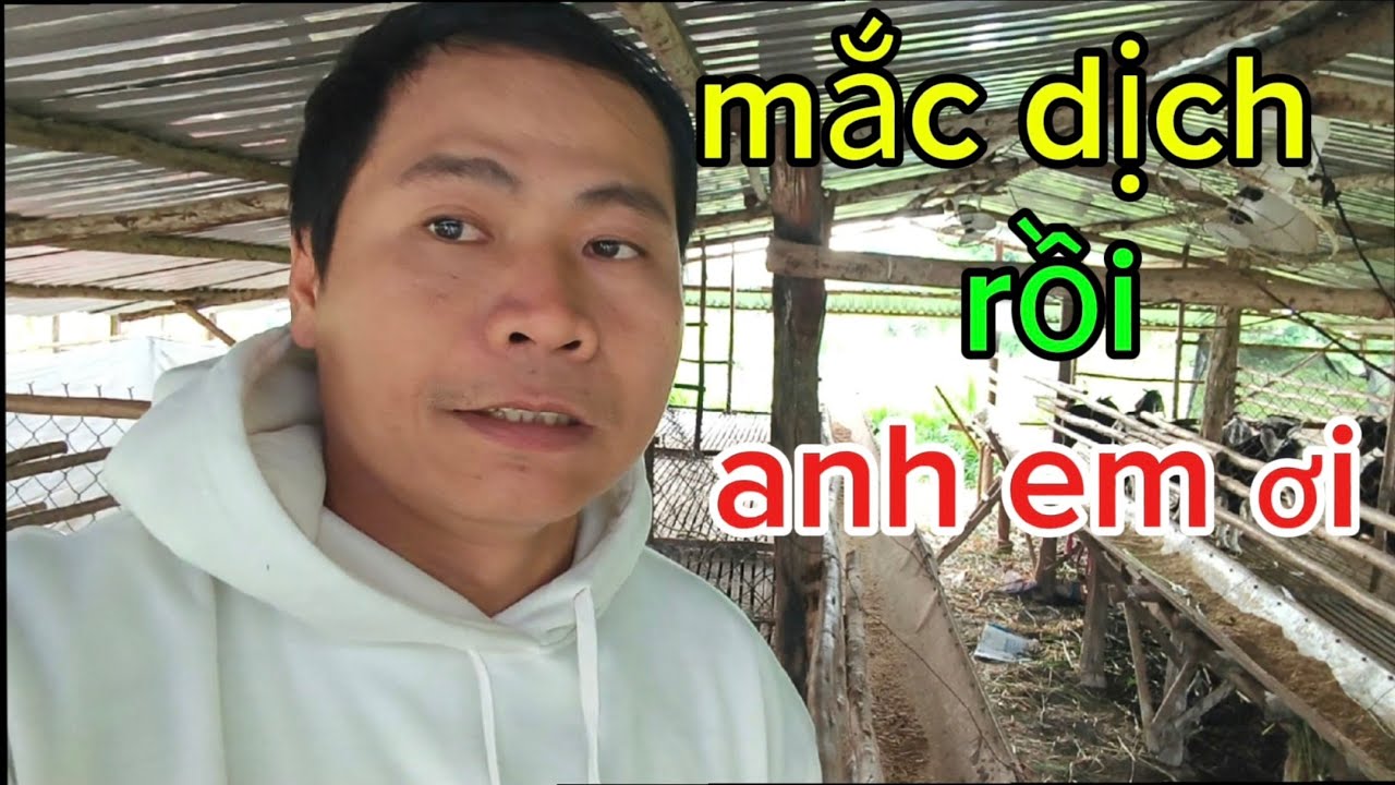  Giá dê tăng kỉ lục,Tâm nhà quê dính dịch bệnh và trải lòng thật cho ae biết, mà né