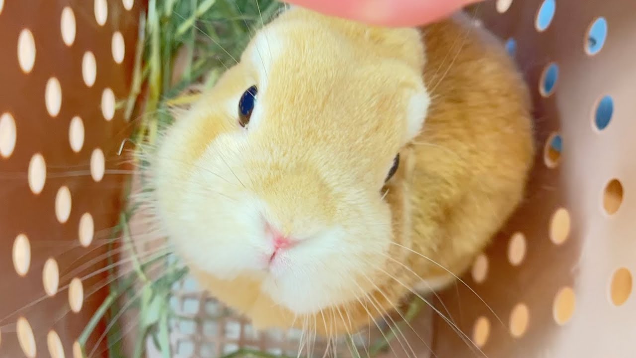 ムギの体調が悪いので病院に行ったらお腹にガスが溜まっていると言われました【No.1092】