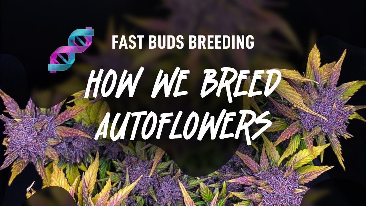 🧬Как мы выращиваем автоцветы 🌱 | За кулисами Fast Buds