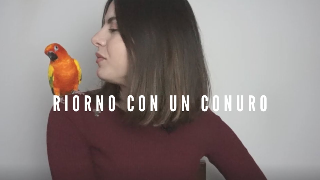 Ritorno con un CONURO DEL SOLE!!! Presentazione e Cura del CONURO DEL SOLE CICCIO!!