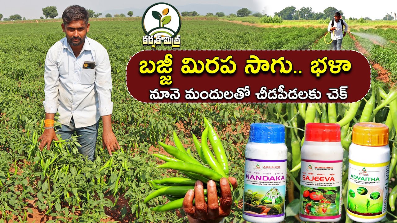 బజ్జీ మిరపతో మంచి ఆదాయం || చీడపీడలకు నూనె మందులు || Success in Green Chilli Farming | Karshaka Mitra