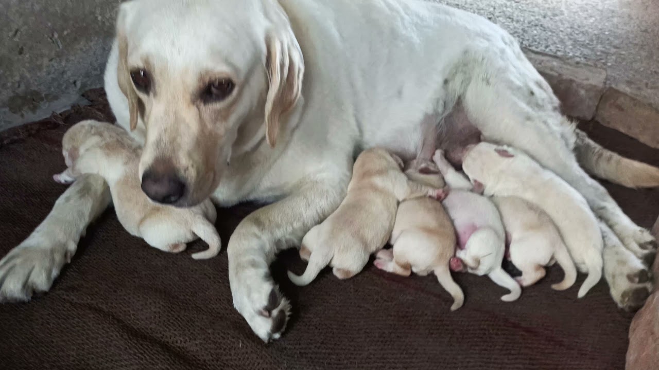Top quality labrador Puppy's available father RAJA PB